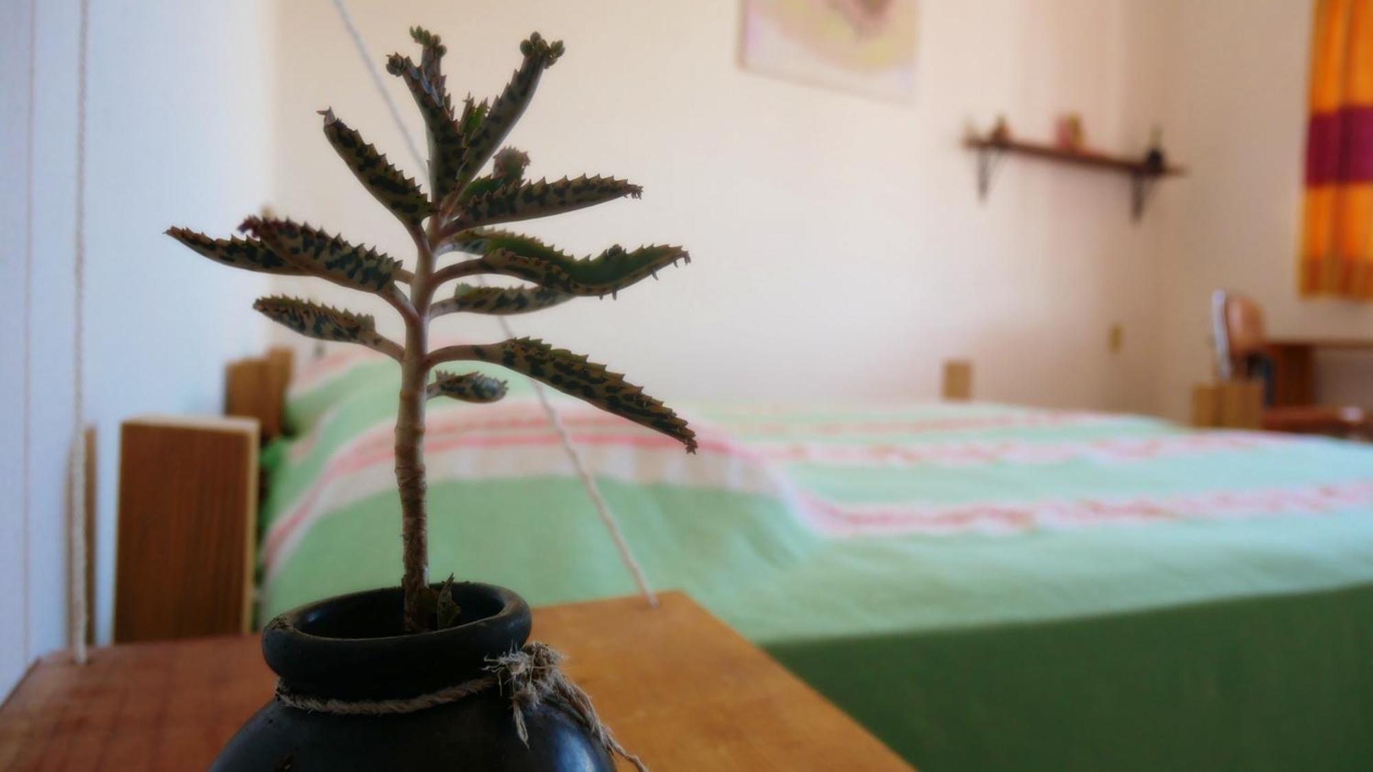 Hostel Casa El Mundo Oaxaca Zewnętrze zdjęcie